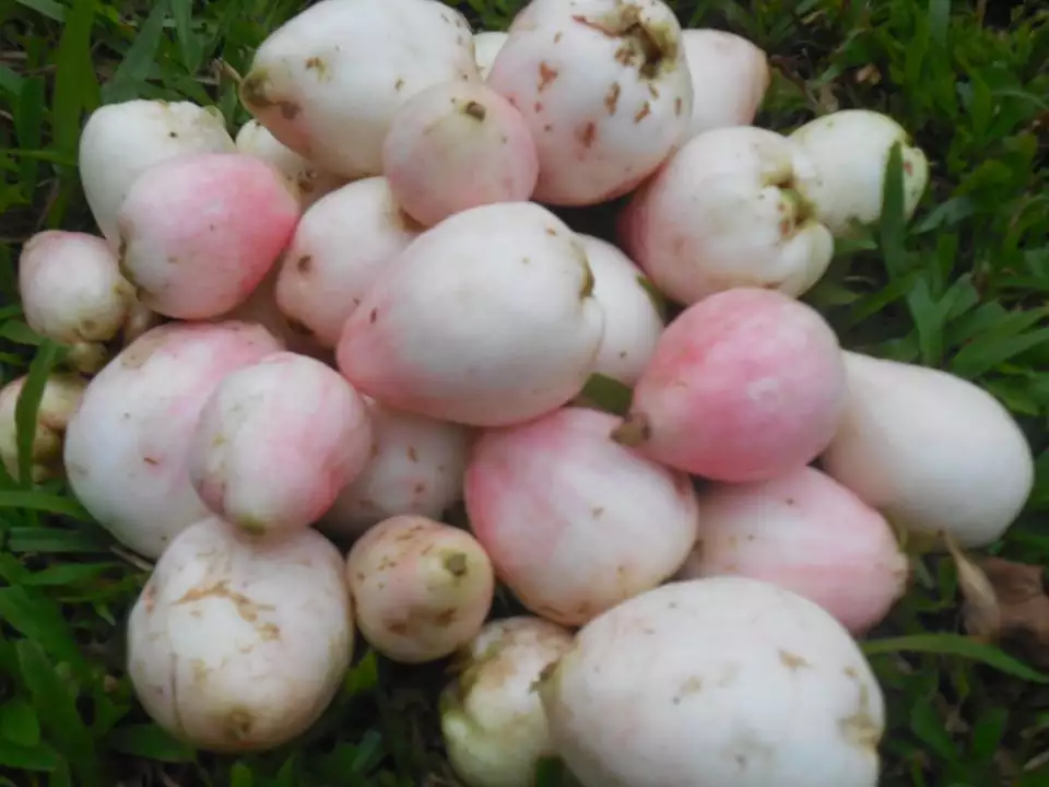 Jambu Nerale Plants